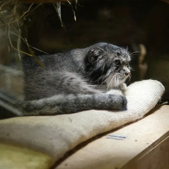 A photograph of a Pallas's cat in Ueno Zoological Gardens