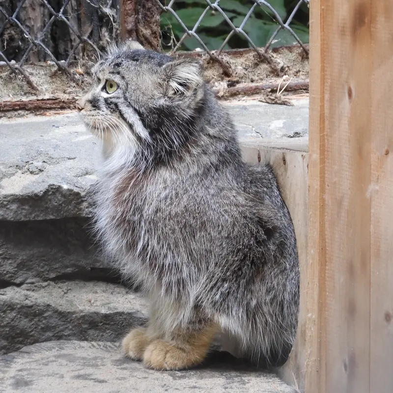 A photograph of Ruf in Novosibirsk Zoo