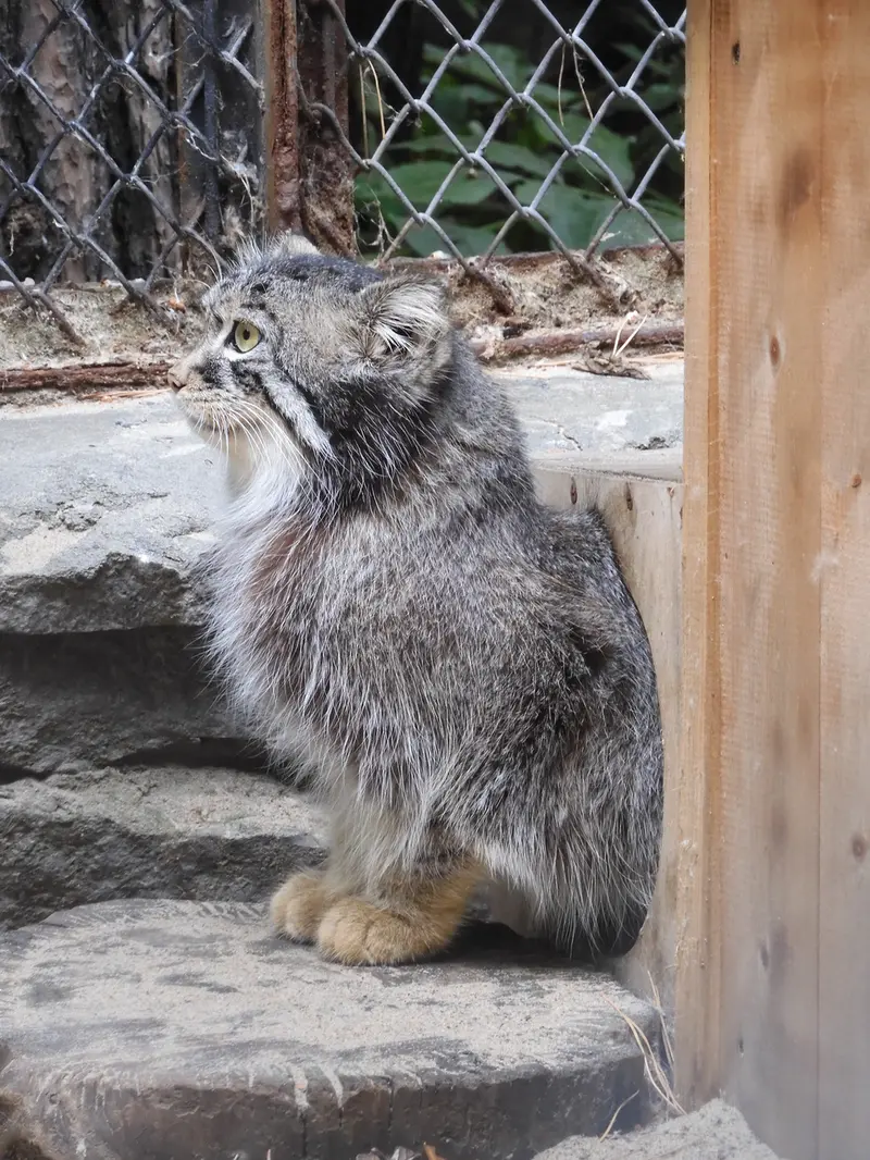 A photograph of Ruf in Novosibirsk Zoo