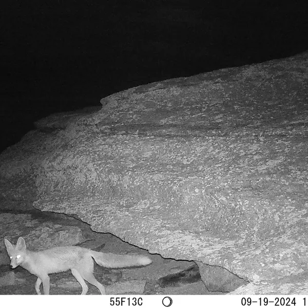 A photograph of Red fox from Bektauata 1 camera trap