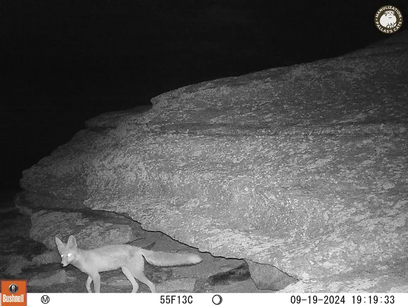 A photograph of Red fox from Bektauata 1 camera trap