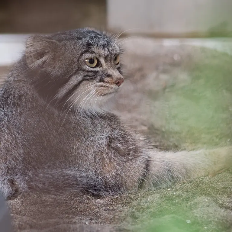 A photograph of Figa in Nogeyama Zoo