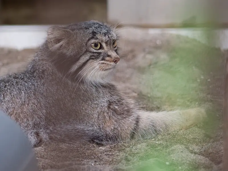 A photograph of Figa in Nogeyama Zoo