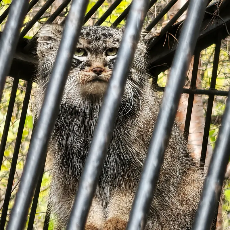 A photograph of Leon in Novosibirsk Zoo