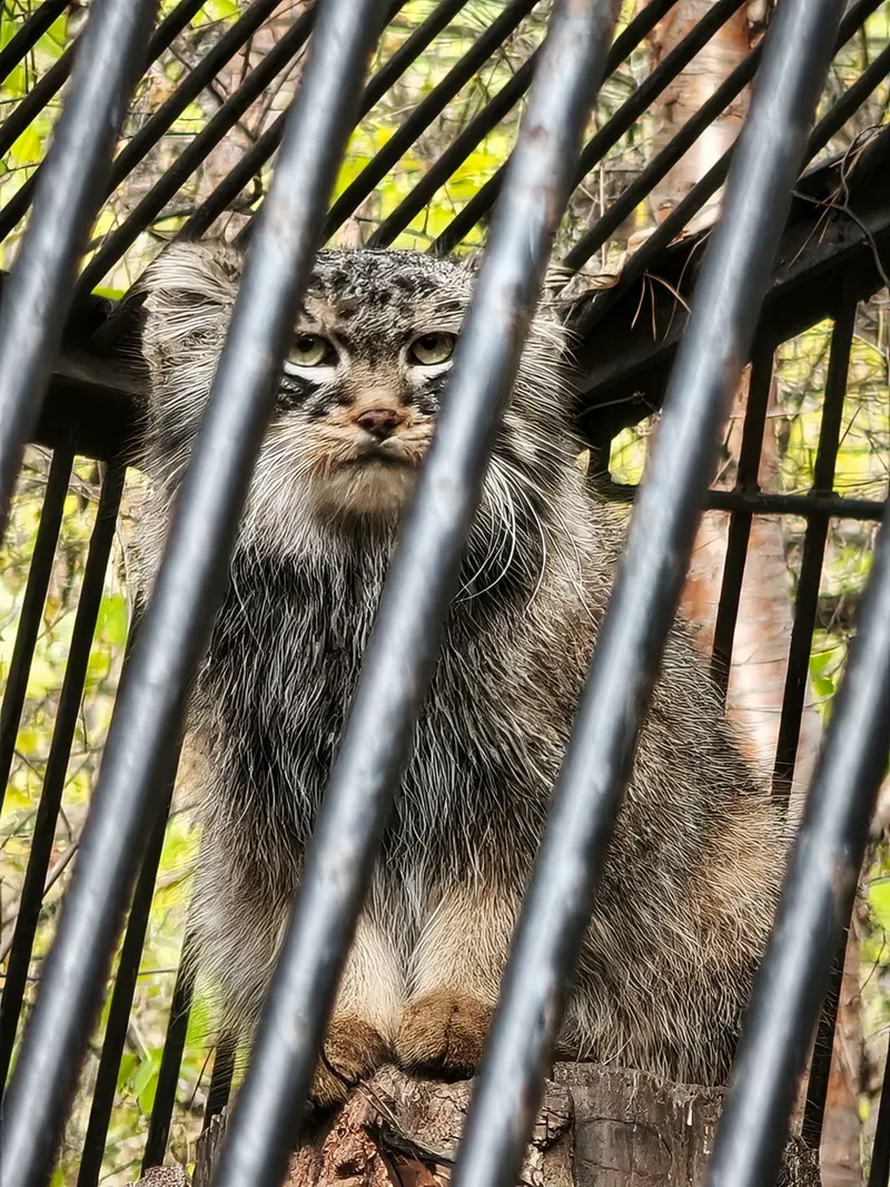 A photograph of Leon in Novosibirsk Zoo