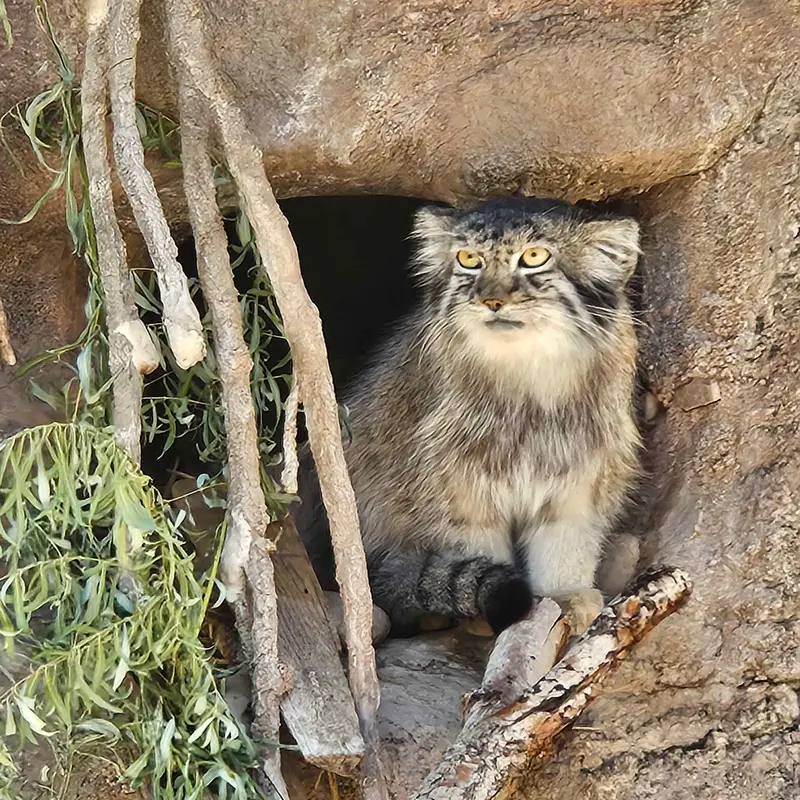 A photograph of Odlha in Utah's Hogle Zoo