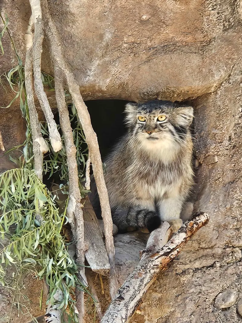 A photograph of Odlha in Utah's Hogle Zoo