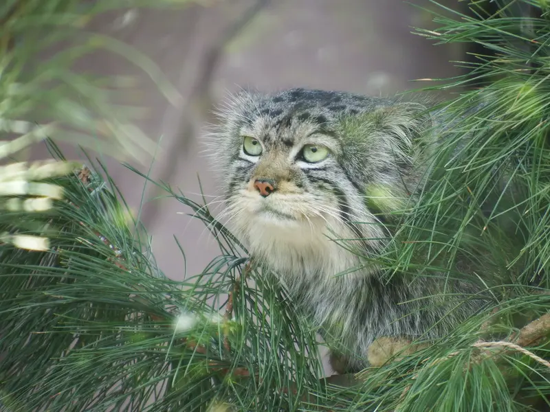 A photograph of Boris in Royev Ruchey
