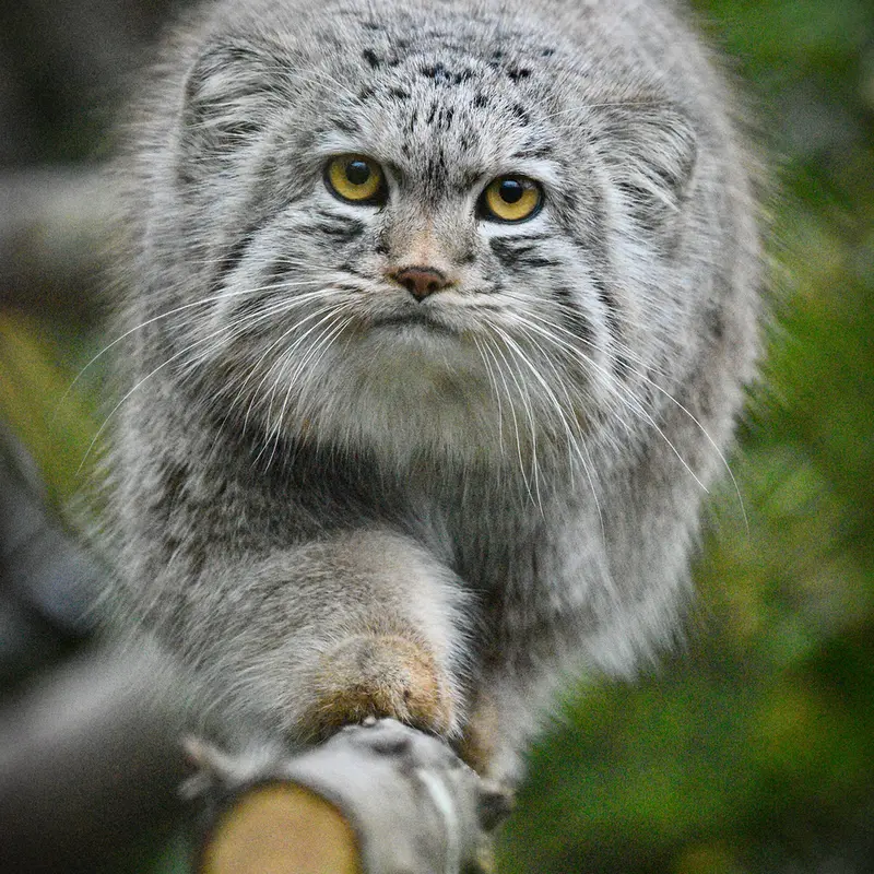 A photograph of Bat-Erdene in Port Lympne Wild Animal Park