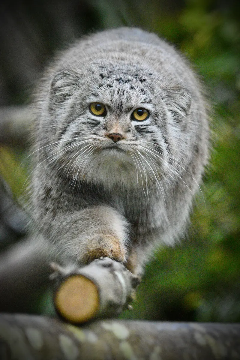 A photograph of Bat-Erdene in Port Lympne Wild Animal Park