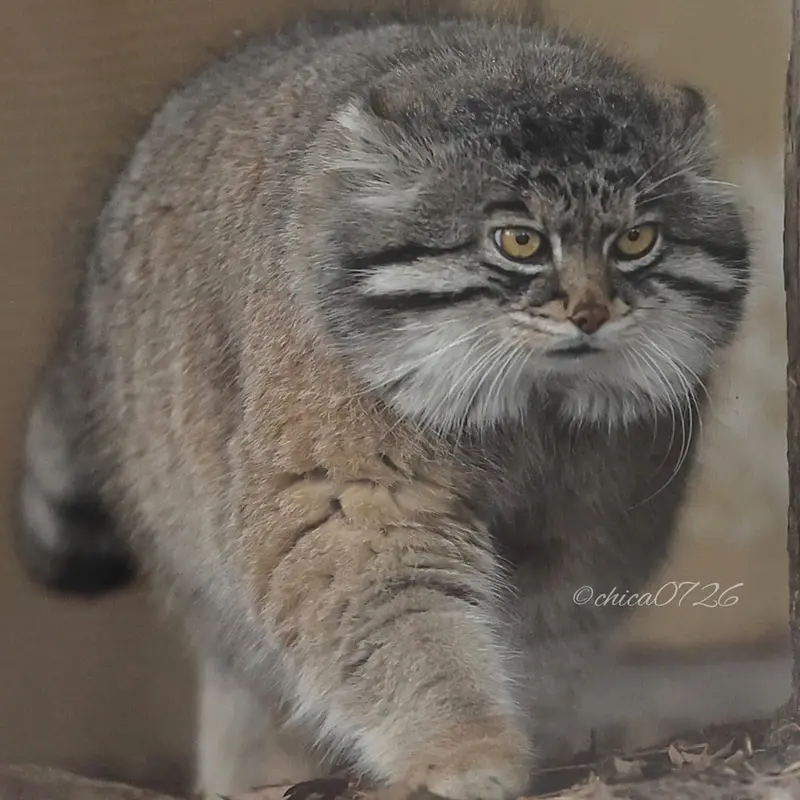A photograph of Grusha in Asahiyama Zoo