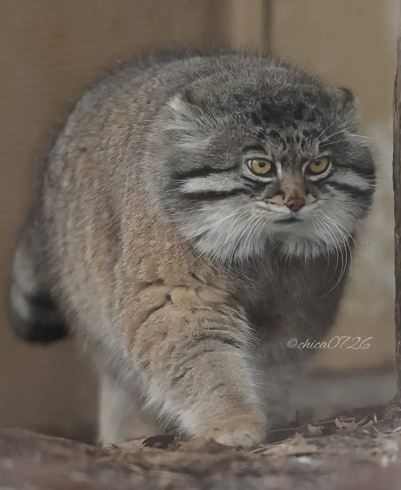 A photograph of Grusha in Asahiyama Zoo