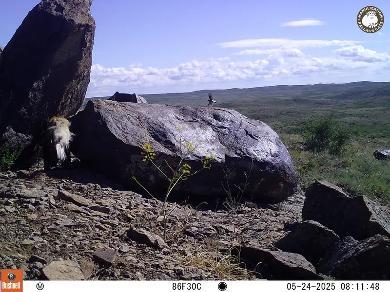 A photograph of a Pallas&#039;s cat from Koshkar camera trap