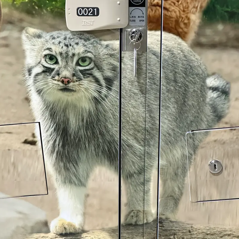 A photograph of Az in Kobe Animal Kingdom