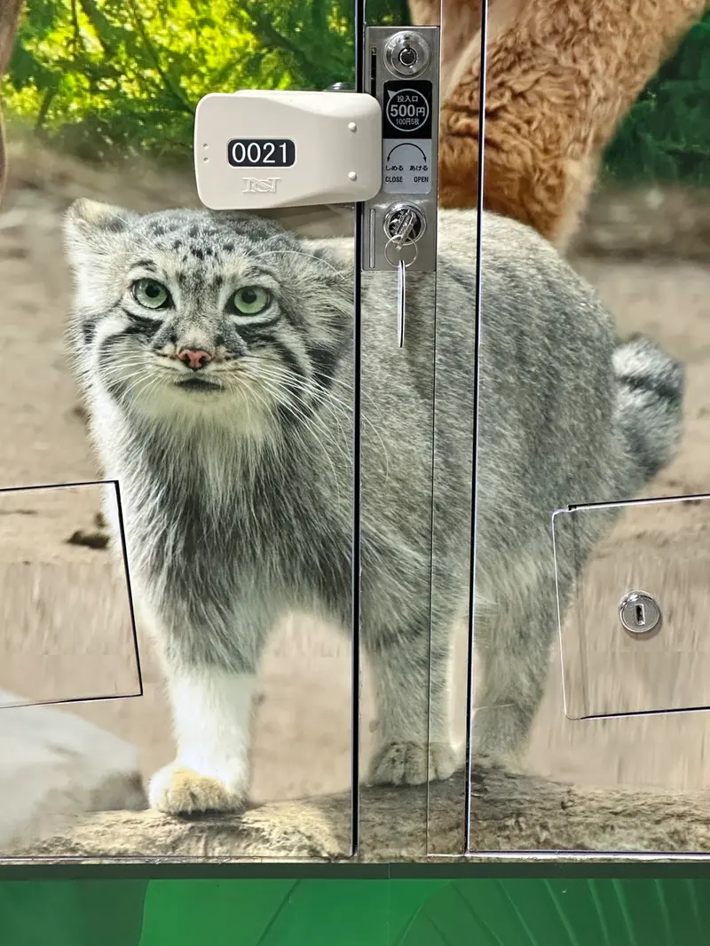 A photograph of Az in Kobe Animal Kingdom