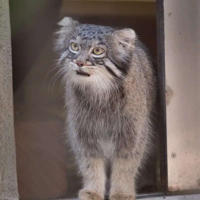 A photograph of Figa in Nogeyama Zoo
