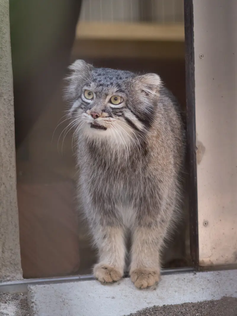 A photograph of Figa in Nogeyama Zoo