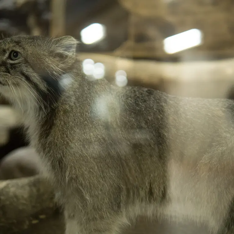 A photograph of Klyon in Ueno Zoological Gardens