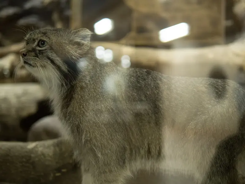 A photograph of Klyon in Ueno Zoological Gardens