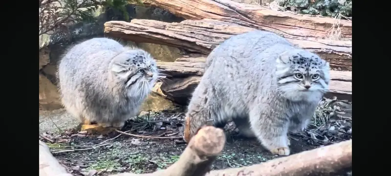 A photograph of a Pallas's cat