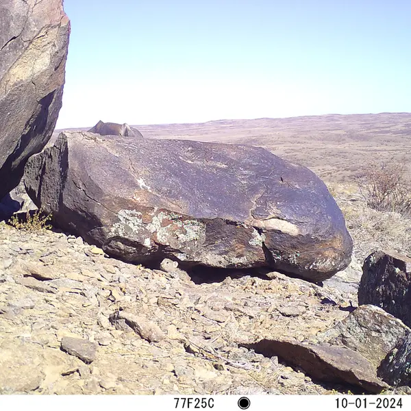 A photograph of Kazakh pika from Koshkar camera trap