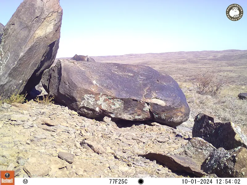 A photograph of Kazakh pika from Koshkar camera trap