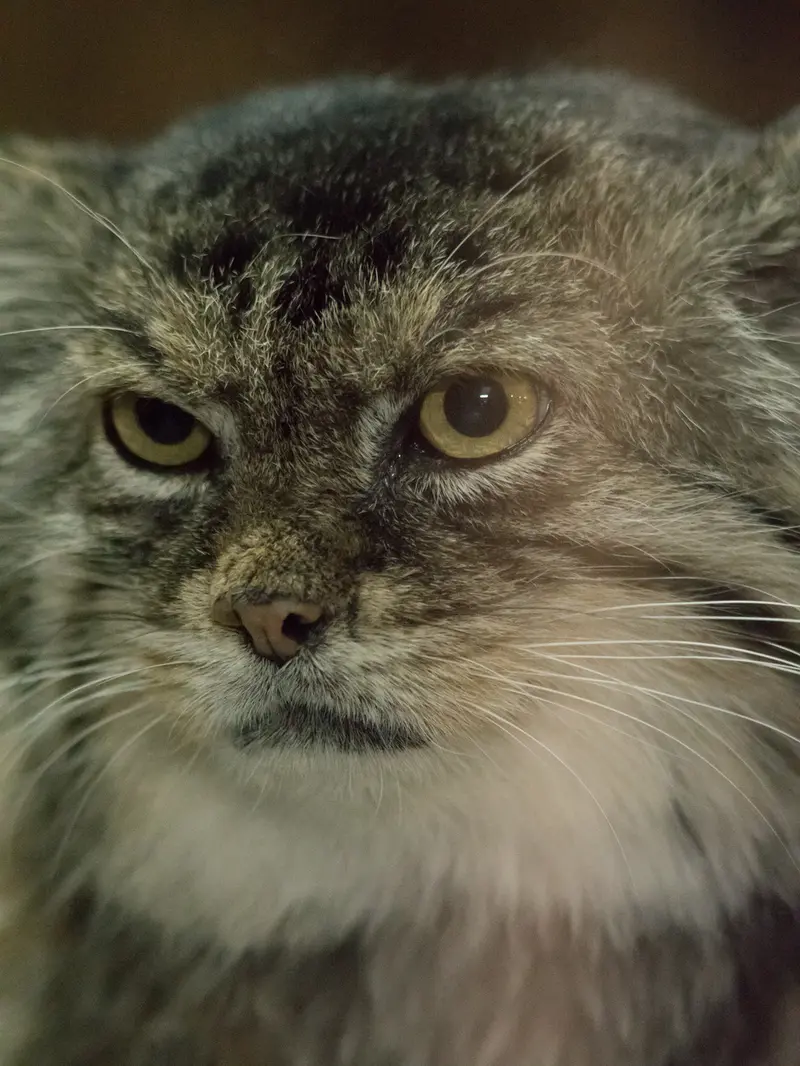 A photograph of Primula in Ueno Zoological Gardens