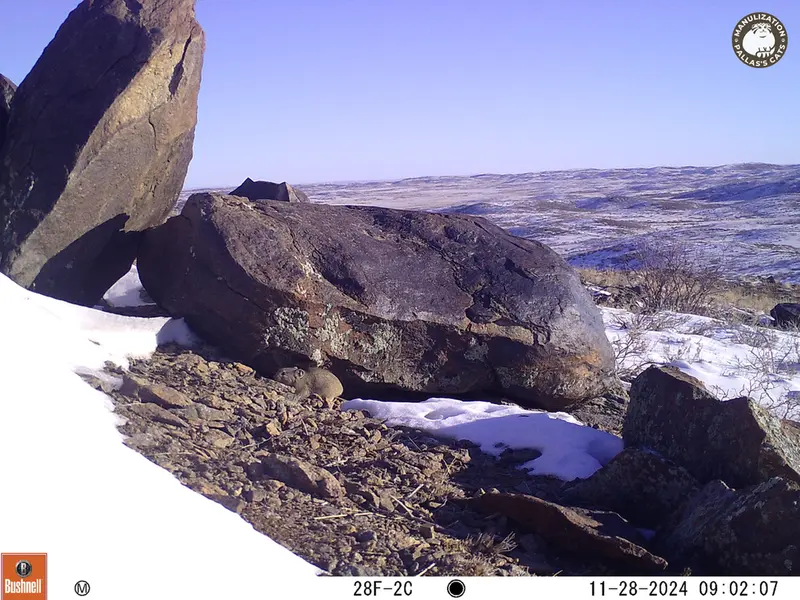 A photograph of Kazakh pika from Koshkar camera trap