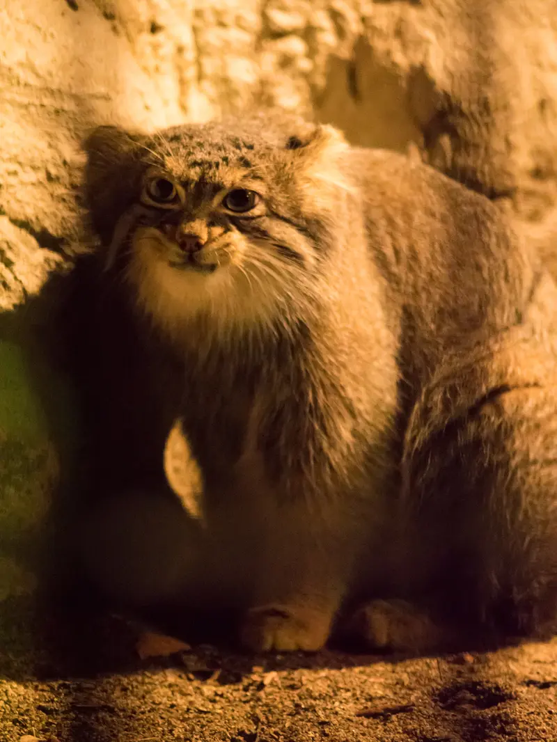 A photograph of Figa in Nogeyama Zoo