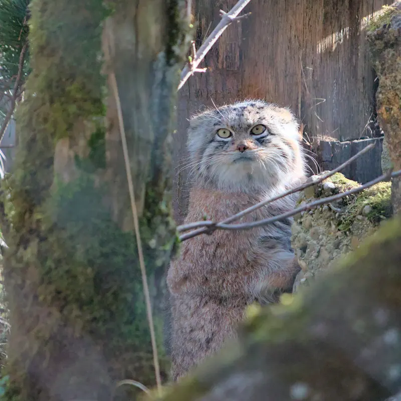 A photograph of Pluschi in Hellabrunn zoo