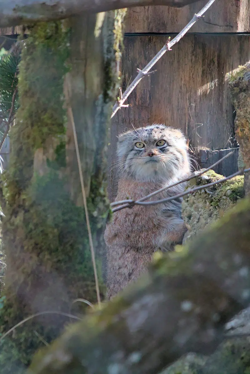 A photograph of Pluschi in Hellabrunn zoo