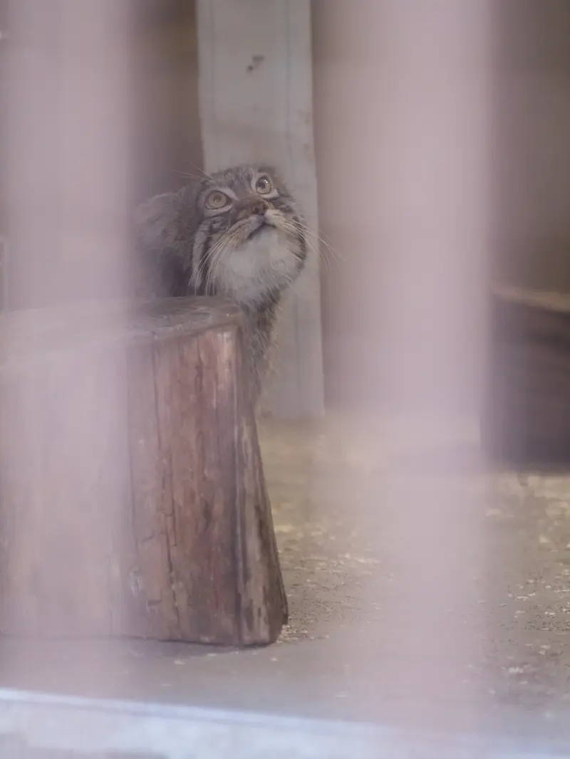 A photograph of Figa in Nogeyama Zoo