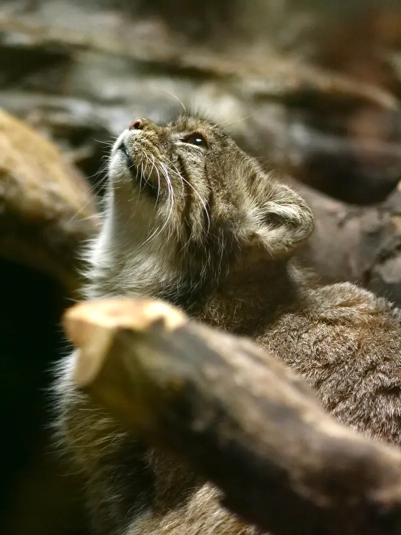 A photograph of Primula in Ueno Zoological Gardens