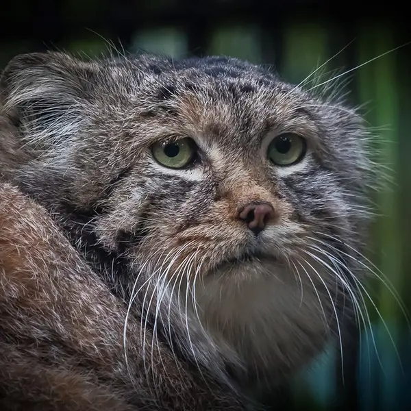A photograph of Khan in Novosibirsk Zoo
