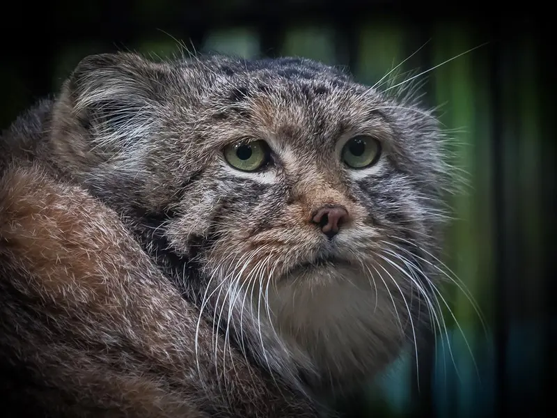 A photograph of Khan in Novosibirsk Zoo