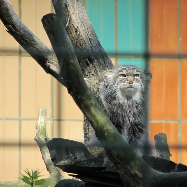 A photograph of a Pallas's cat in Tierpark Berlin