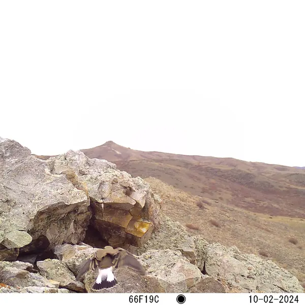 A photograph of a Pallas&#039;s cat from Besshoky 1 camera trap