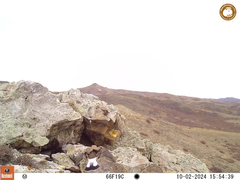 A photograph of a Pallas&#039;s cat from Besshoky 1 camera trap