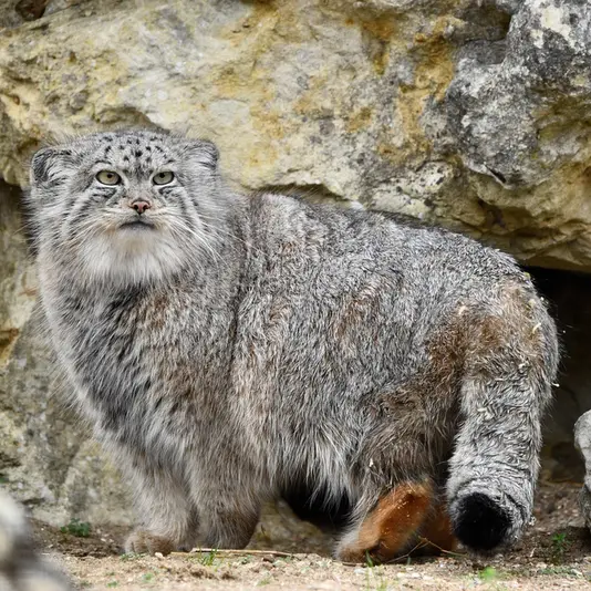 A photograph of Namuu in Port Lympne Wild Animal Park