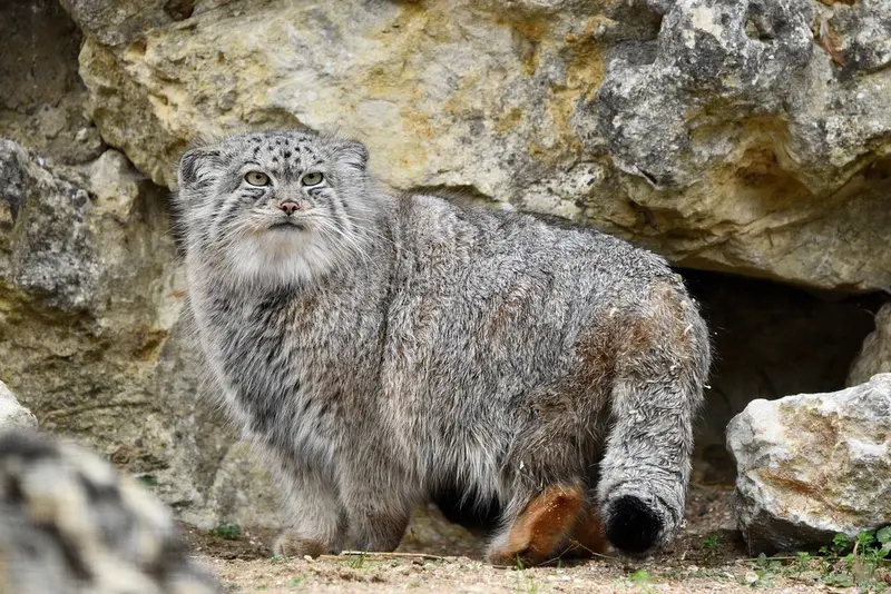 A photograph of Namuu in Port Lympne Wild Animal Park