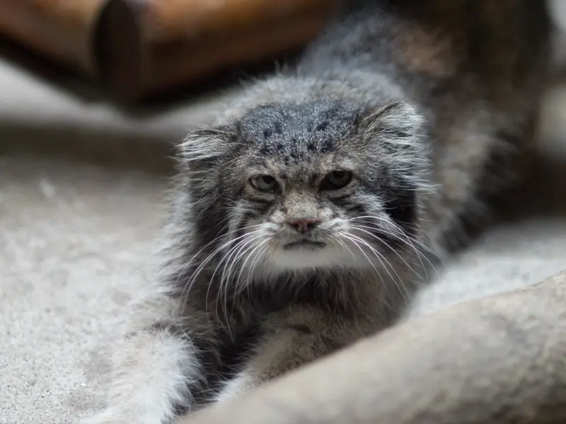 A photograph of Klyon in Ueno Zoological Gardens