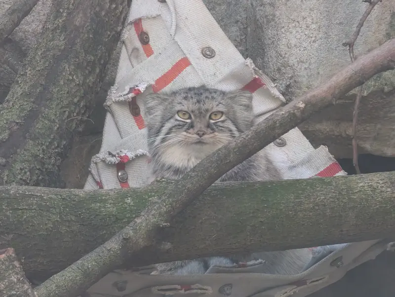 A photograph of Meera in Columbus Zoo and Aquarium