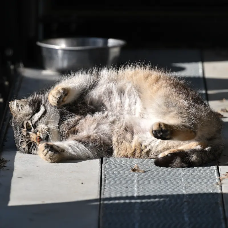 A photograph of Grusha in Asahiyama Zoo