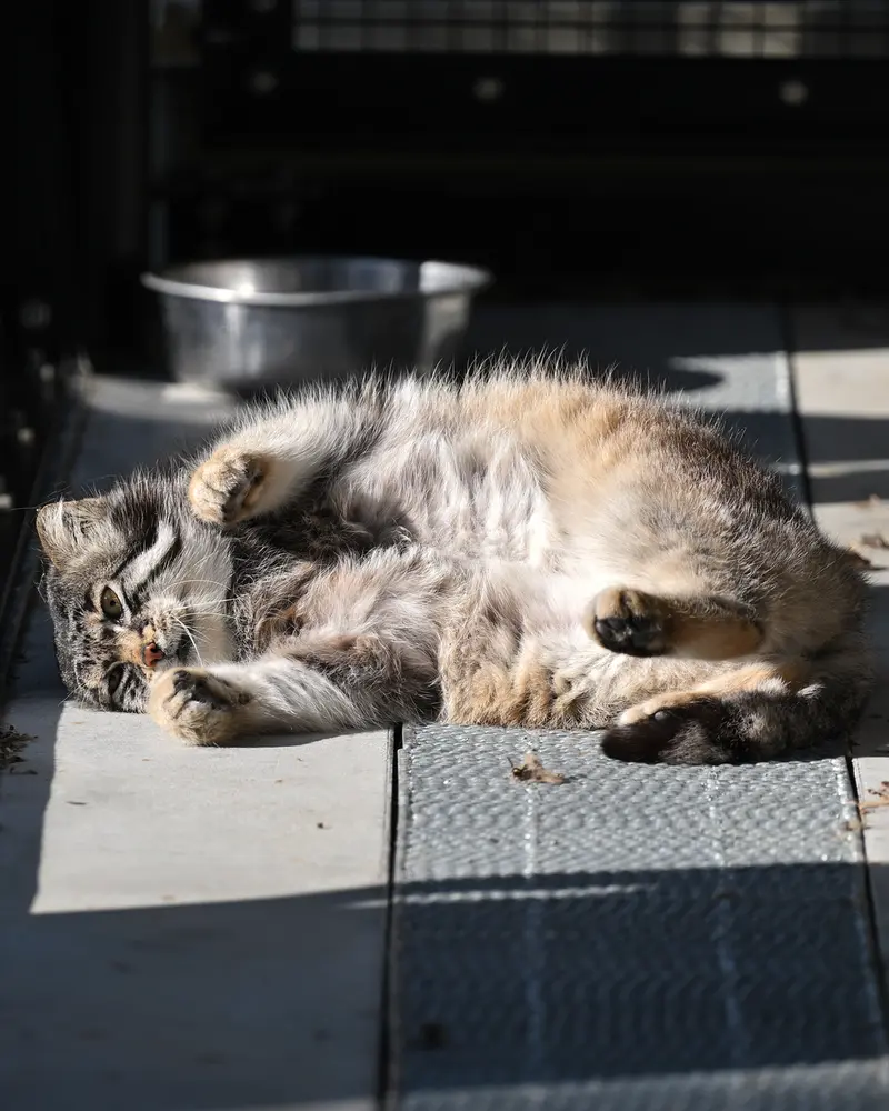 A photograph of Grusha in Asahiyama Zoo