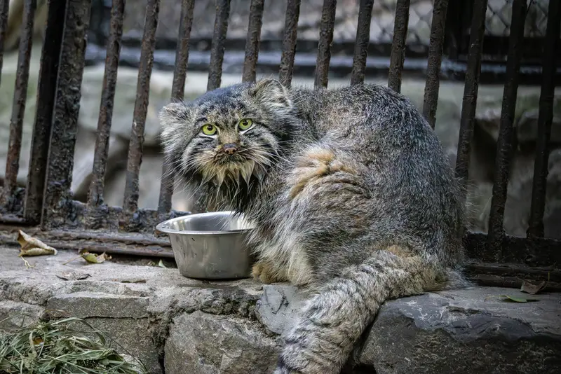 A photograph of Marik in Novosibirsk Zoo