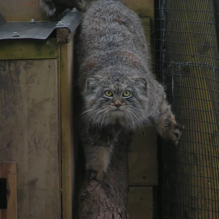 A photograph of Altai in The Lakeland Wildlife Oasis