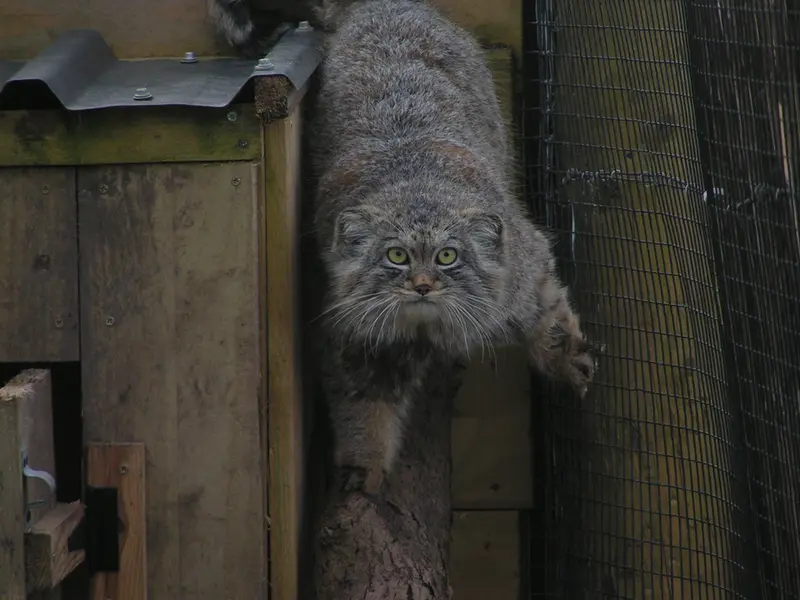 A photograph of Altai in The Lakeland Wildlife Oasis