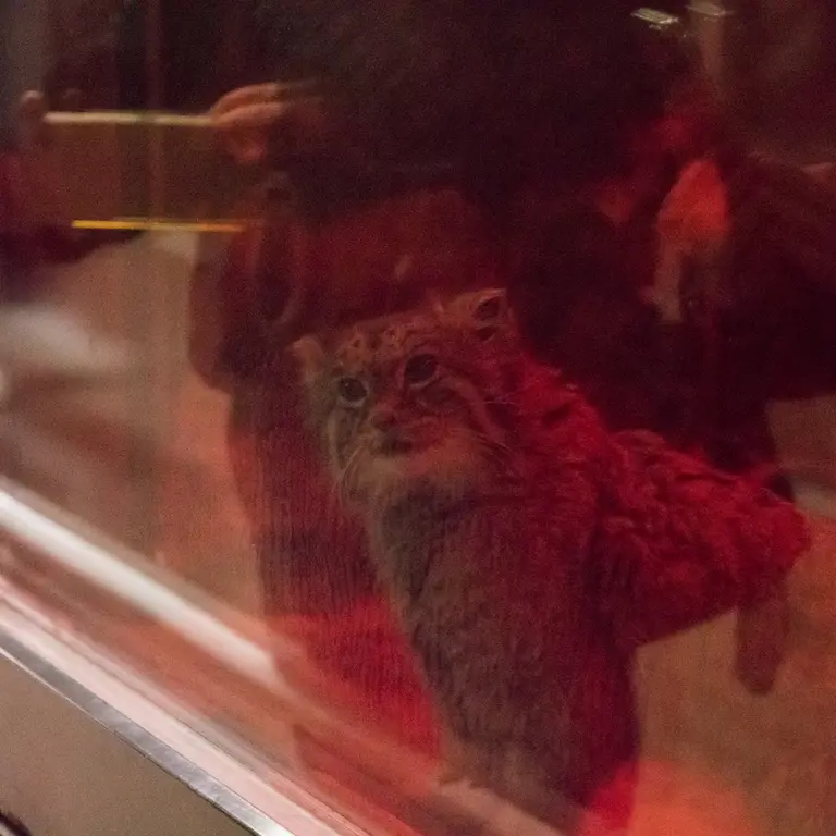 A photograph of Naim in Ueno Zoological Gardens
