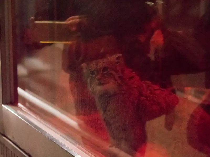A photograph of Naim in Ueno Zoological Gardens