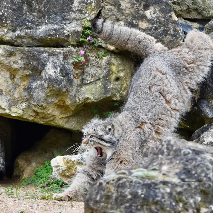 A photograph of Atlan in Port Lympne Wild Animal Park